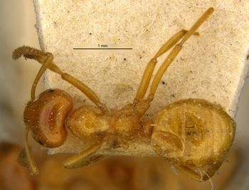 Media type: image;   Entomology 34757 Aspect: habitus dorsal